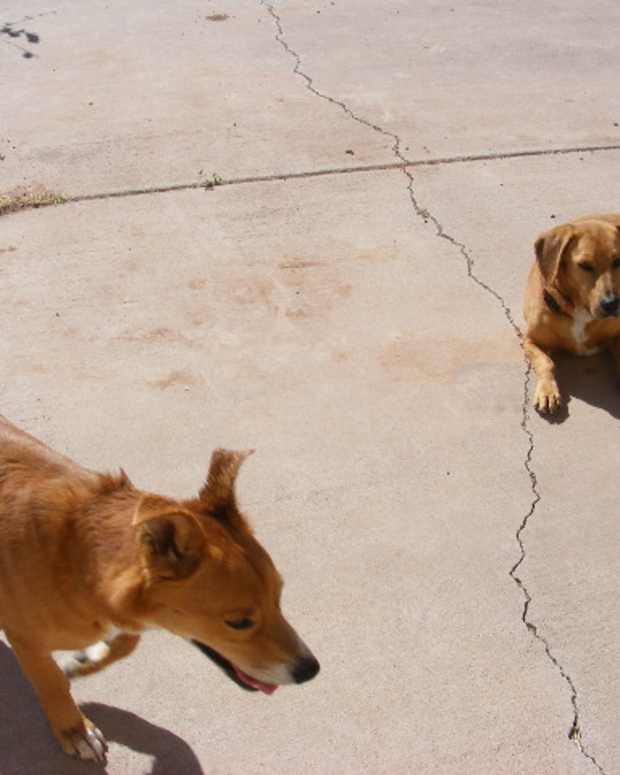 helping-a-dog-with-trust-issues