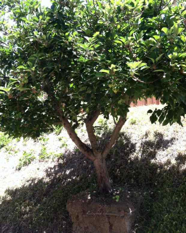 Fruit and NutProducing Trees for USDA Hardiness Zone 8B Dengarden