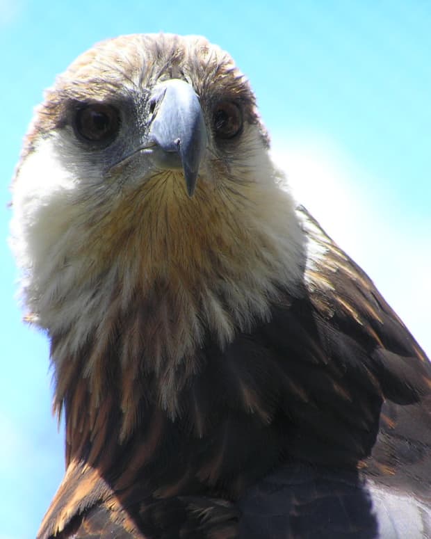 birds-of-prey-the-madagascar-fish-eagle
