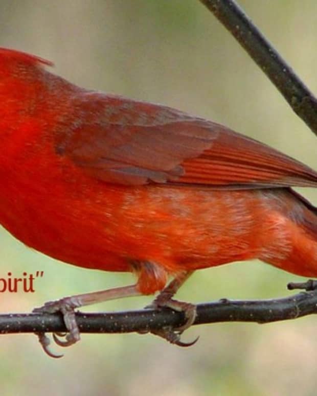 spirit-visits-from-loved-ones-cardinal-spirit-poem
