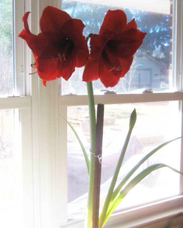 How to Care for a Potted Amaryllis So That It Blooms Again - Dengarden