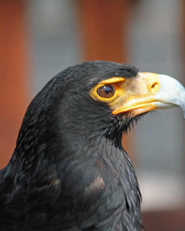 birds-of-prey-the-verreauxs-eagle