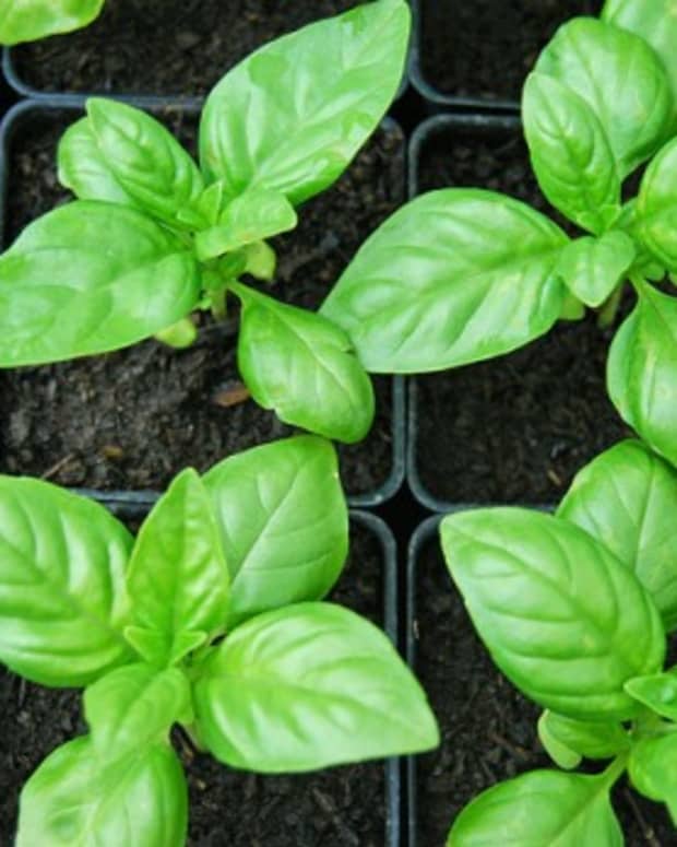 sweet-basil-herb-sabja-or-tukmaria-seeds-and-their-health-benefits