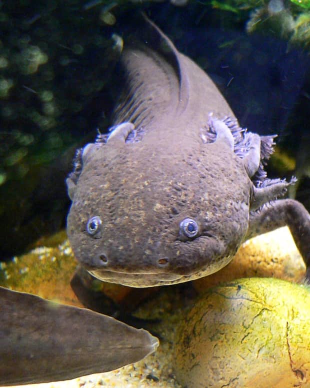 the-endangered-axolotl-and-its-powers-of-regeneration