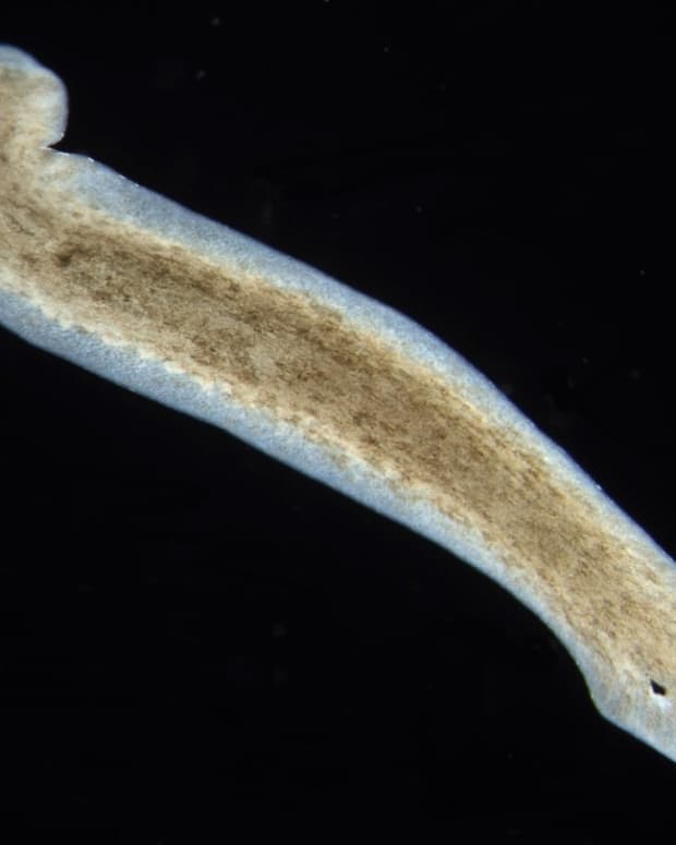 planarians-and-regeneration-facts-and-recent-discoveries