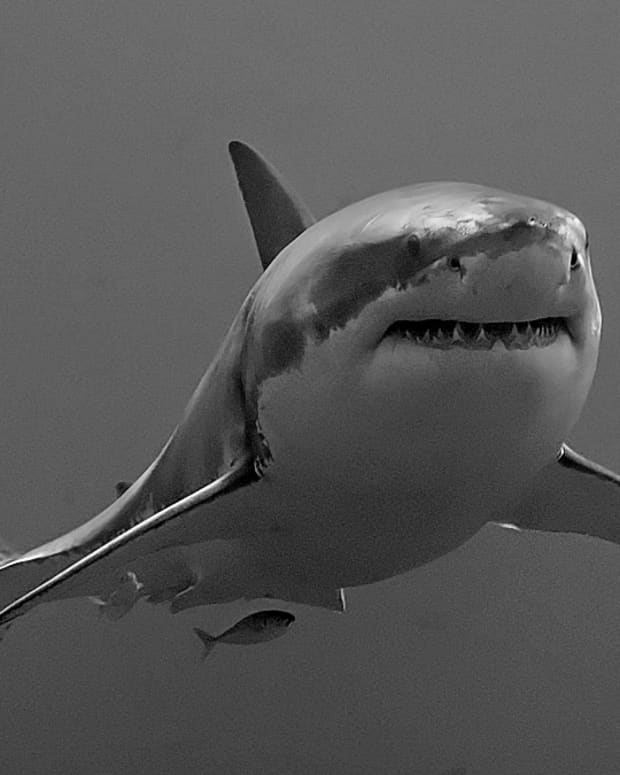 the-shark-week-2013-fake-megalodon-documentary-fiasco