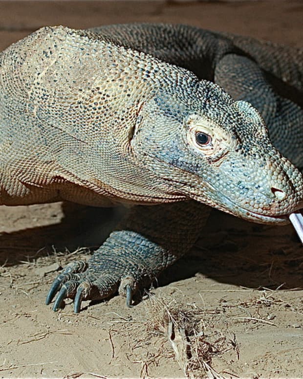 komodo-bearded-and-frilled-dragons-surprising-facts