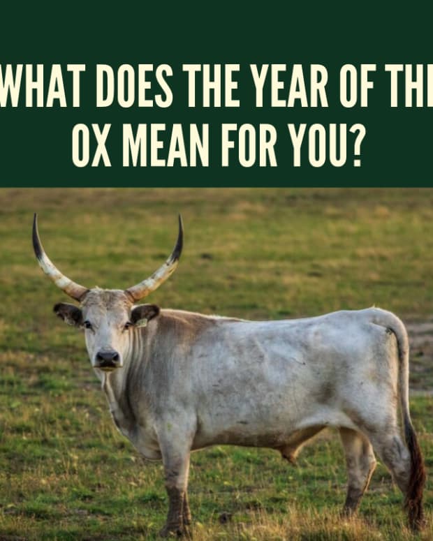 year-of-the-ox