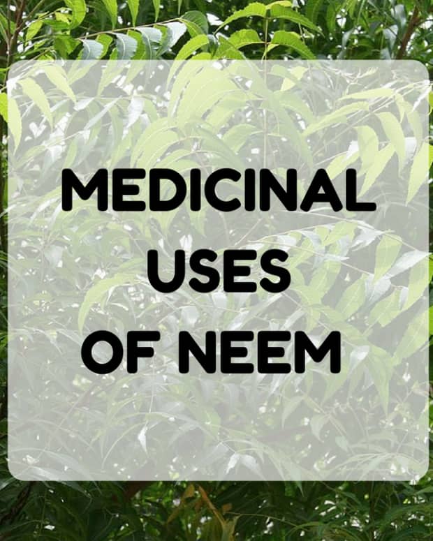 the-top-health-benefits-of-neem-tree-the-magic-tree