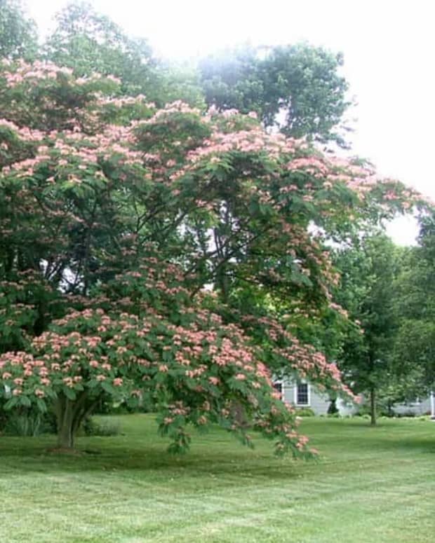 interesting-facts-about-the-persian-silk-tree