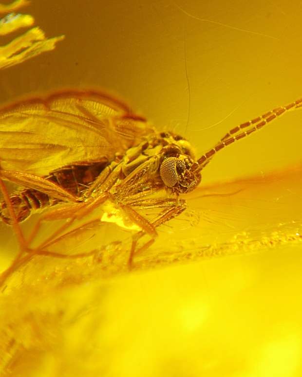 frankincense-myrrh-amber-and-other-plant-resins