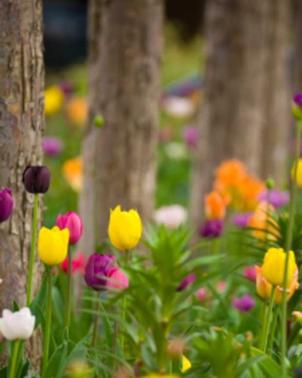 The Best Time to Plant Bulbs Dengarden Home and Garden