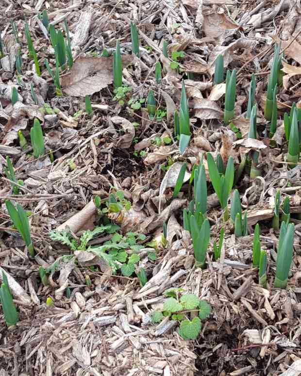 How to Plant Bulbs Dengarden