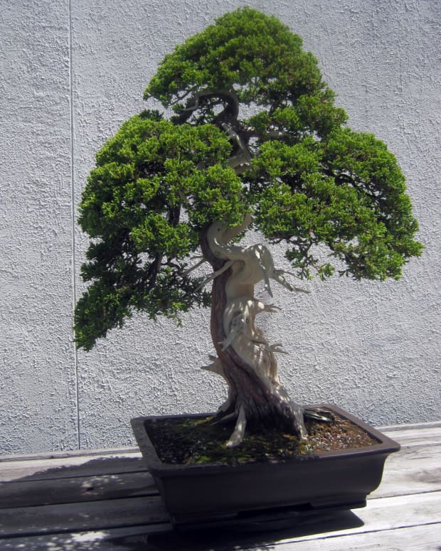 bonsai-gallery-from-the-us-national-arboretum