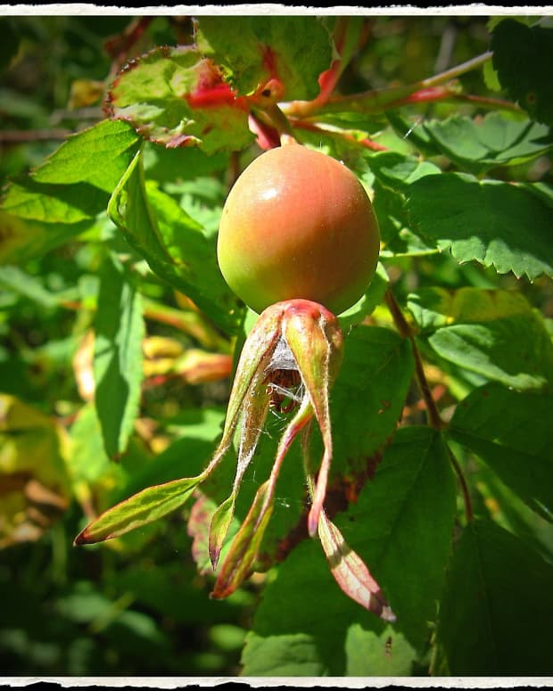 rose-hips-health-benefits-and-interesting-facts
