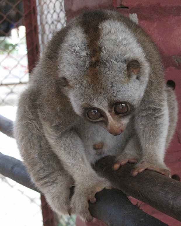 exotic-pets-people-want-but-cant-have