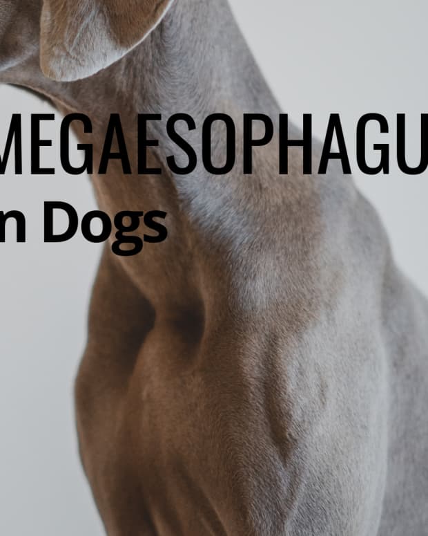 dog-food-for-megaesophagus