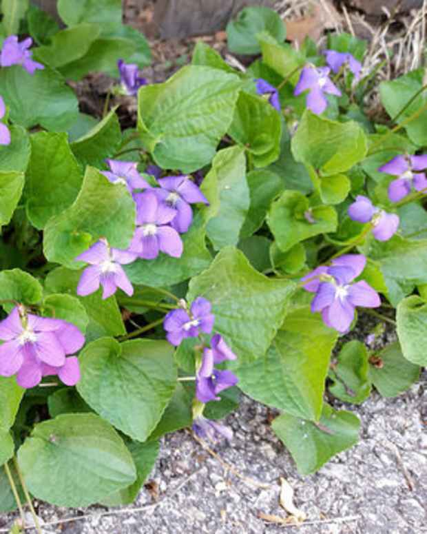 A Guide to Edible Aquatic Plants Dengarden Home and Garden