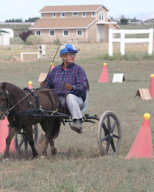 combined-driving-with-miniature-horses