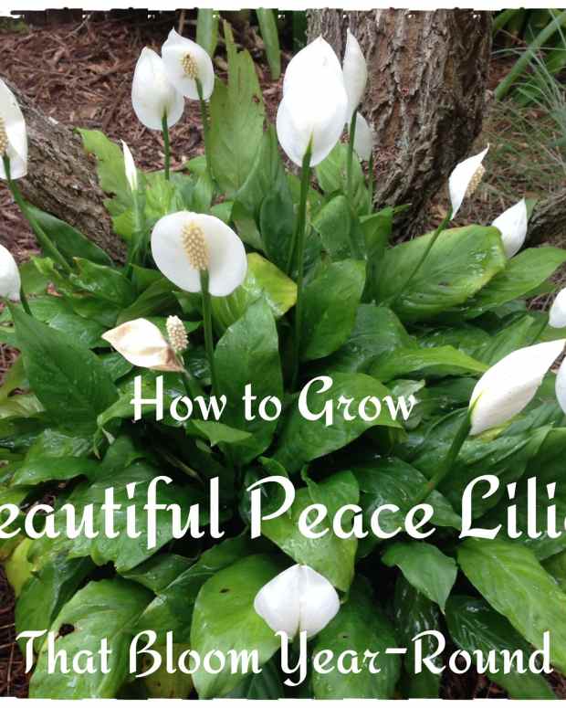 how-to-look-after-a-peace-lily-five-important-steps-you-need-to-remember-about-this-plant