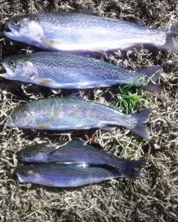 powerbait-fishing-rigs-rainbow-trout