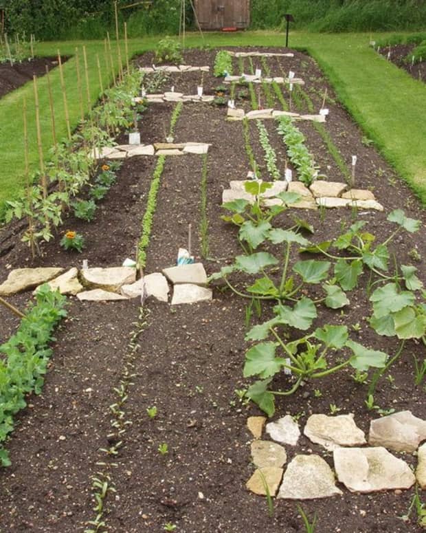 how-to-plan-your-vegetable-garden