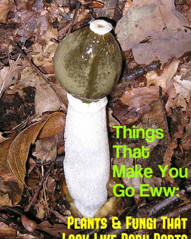 things-that-make-you-go-eww-plants-that-look-like-body-parts