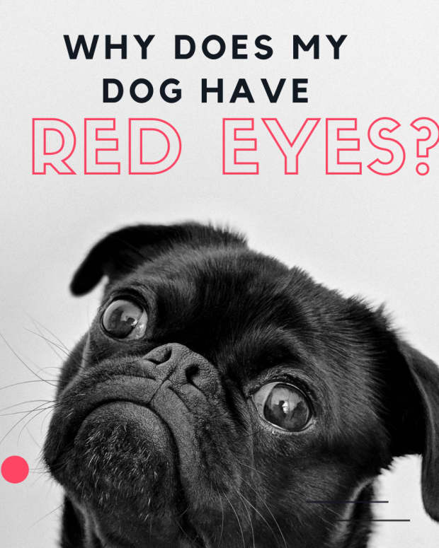 red-eyes-in-your-dog