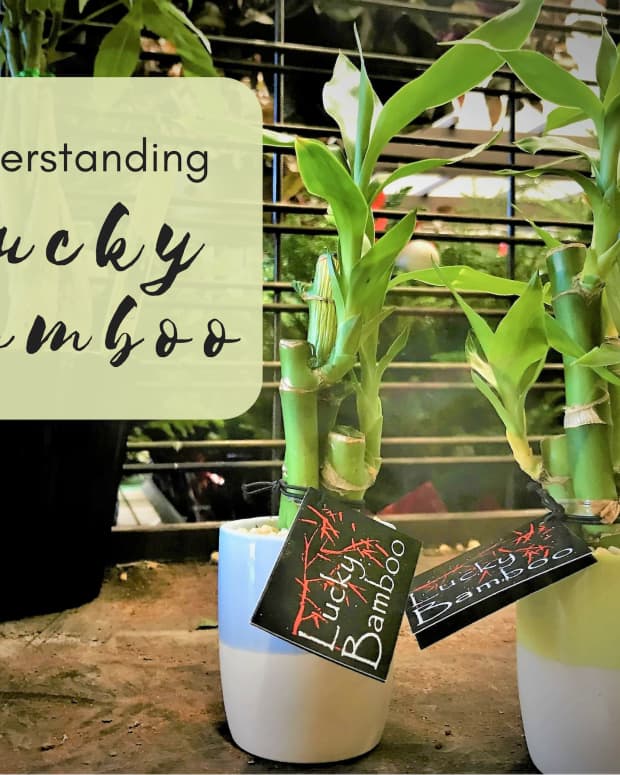 how-to-care-for-lucky-bamboo-10-steps-with-pictures