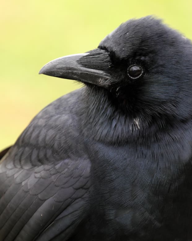 how-to-make-friends-with-crows