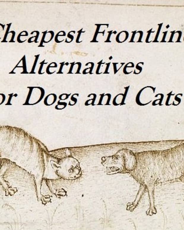 good-generic-alternatives-to-frontline-flea-medication-for-pets