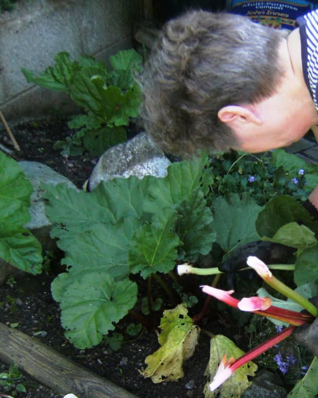 -how-to-grow-rhubarb-in-a-small-garden-plant-planting-growing-gardening-plants-recipe-pie-crumble-when