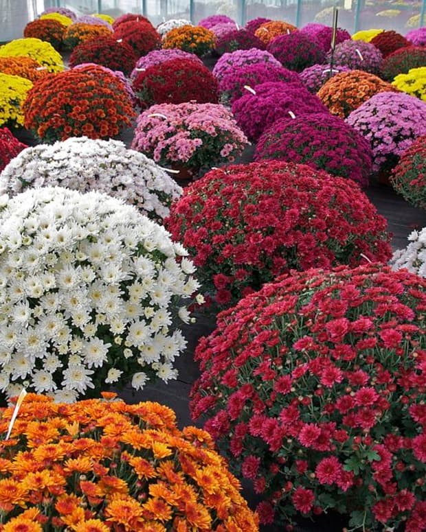 fall-color-chrysanthemums