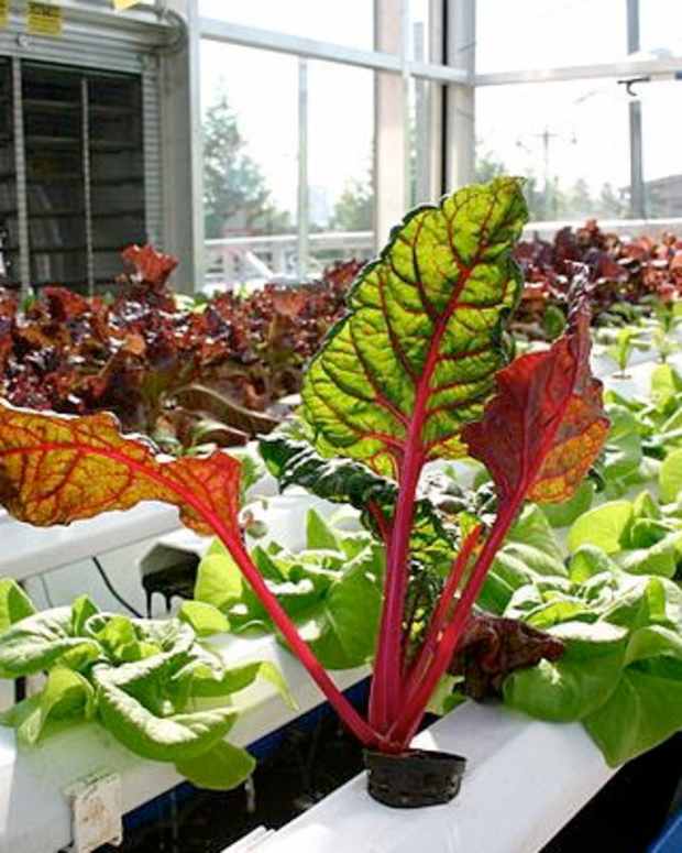 25 of the Best Plants for Indoor Hydroponic Gardens Dengarden Home