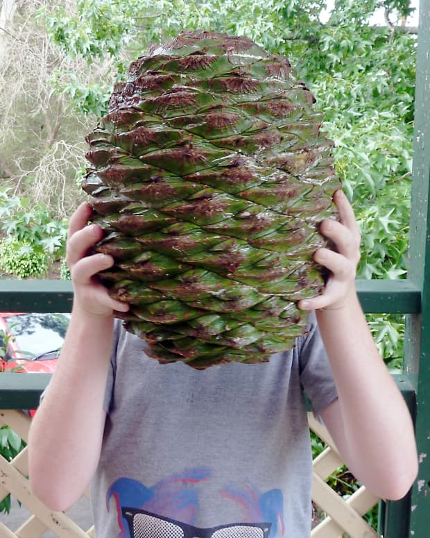 the-bunya-pine-a-strange-and-interesting-plant