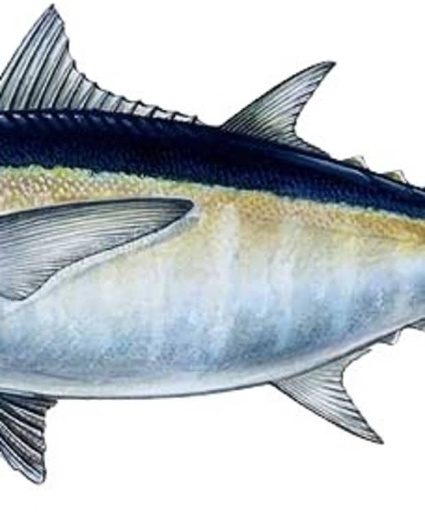 blackfin-tuna-fishing-tips-and-techniques