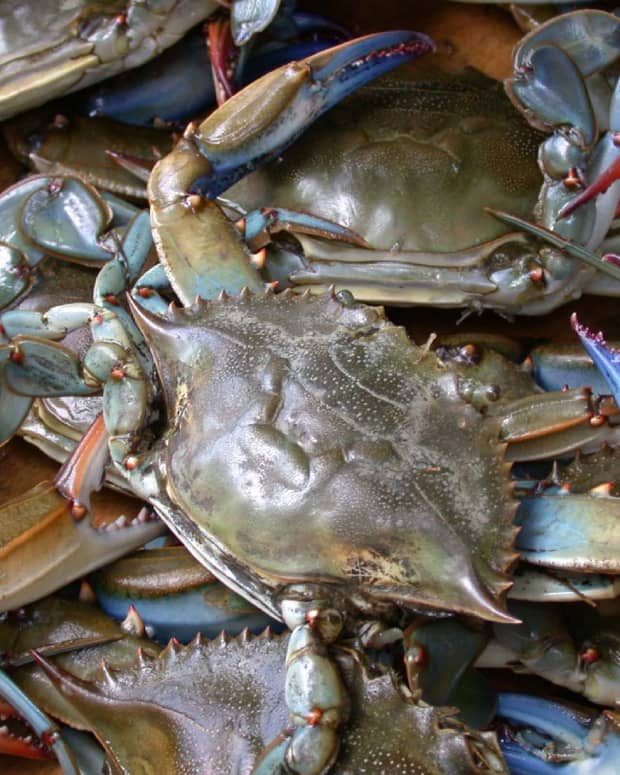 how-to-catch-blue-claw-crabs