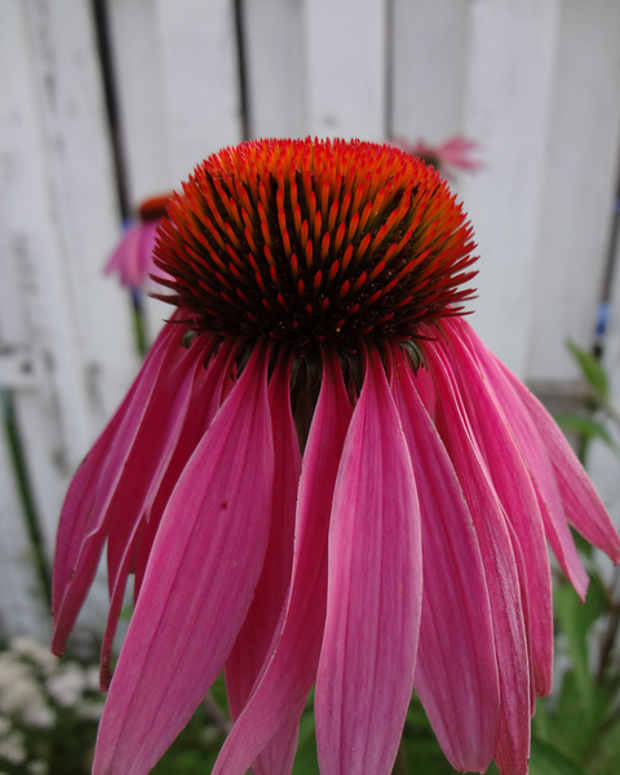 How to Grow Purple Coneflower Dengarden Home and Garden