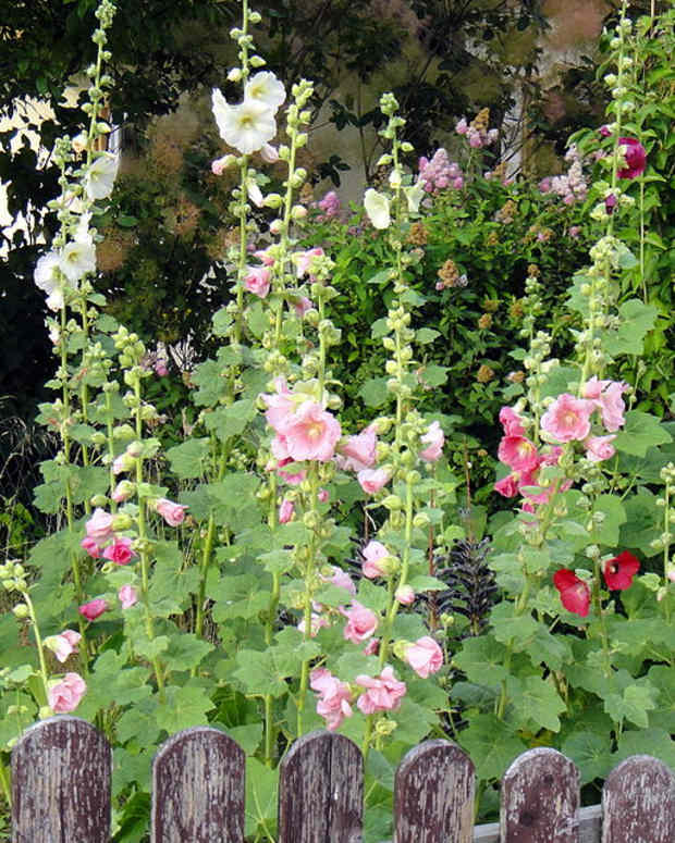 How To Grow Larkspur A Cottage Garden Favorite Dengarden Home And Garden