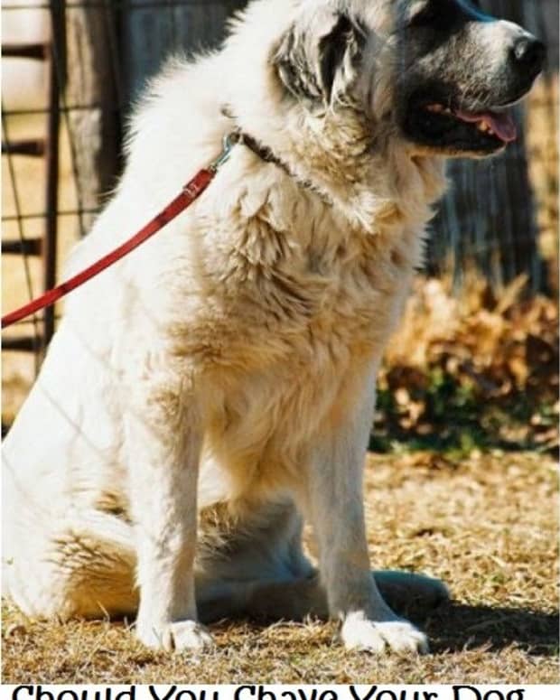 what times of year do dogs shed