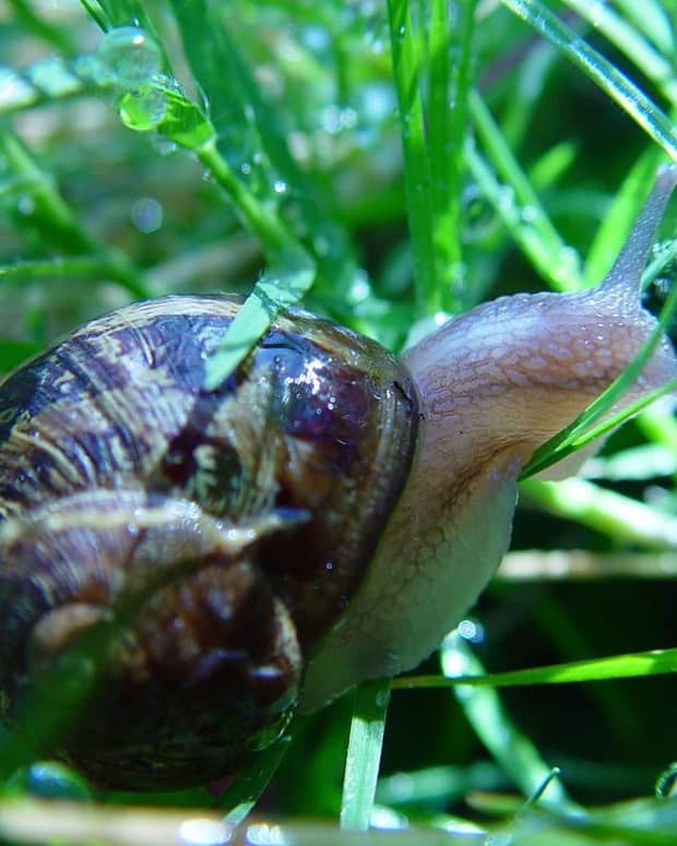 hwo-to-rid-your-garden-of-slugs-and-snails