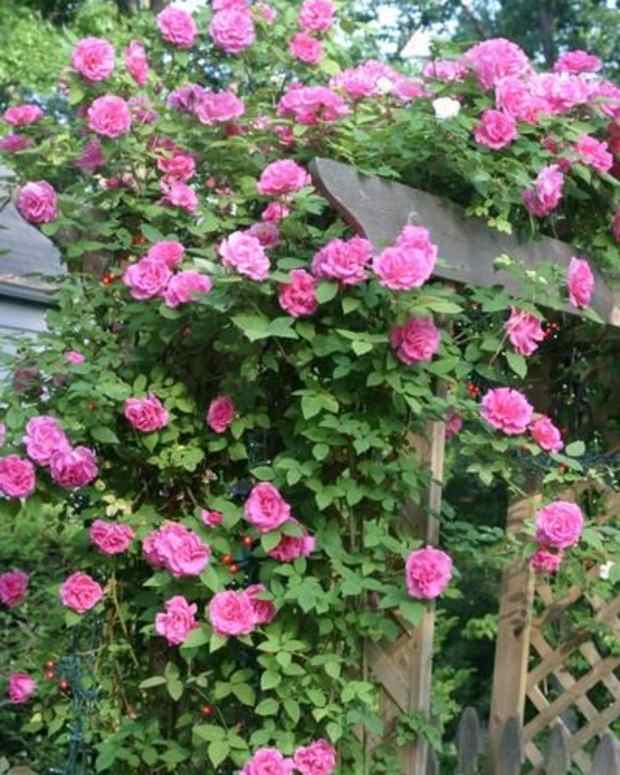 How to Grow a Seven Sisters Rose, an Heirloom Rosebush Dengarden