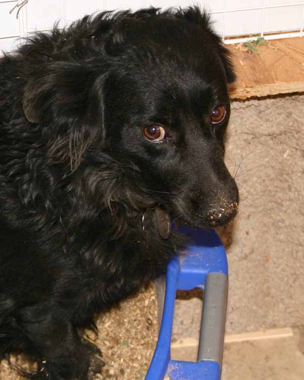 Can Puppies Be From Different Dads