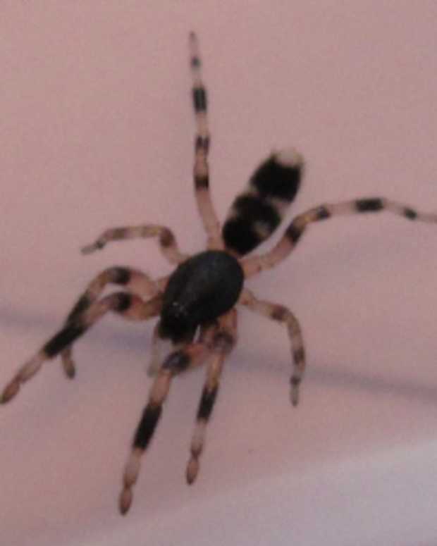 U.S. Poisonous Spiders: Black Widow, Brown Recluse, & Hobo - Dengarden