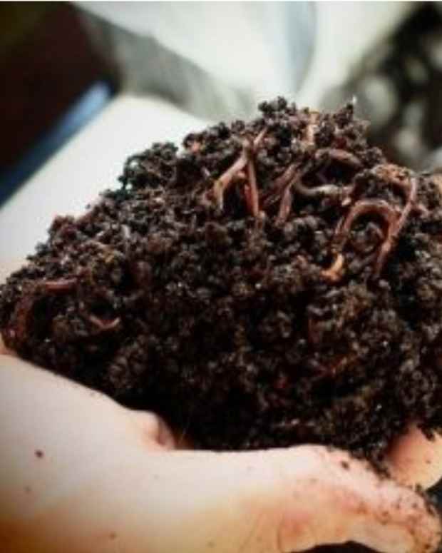 How to Set Up a Worm Composting Bin (With StepbyStep Photo Guide