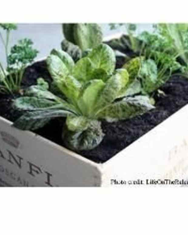 Safe, ChemicalFree Wood Sealers for Raised Beds and Container Gardens
