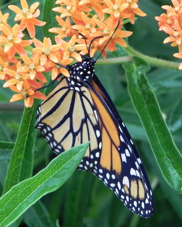 how-to-grow-milkweed-to-attract-monarch-butterflies