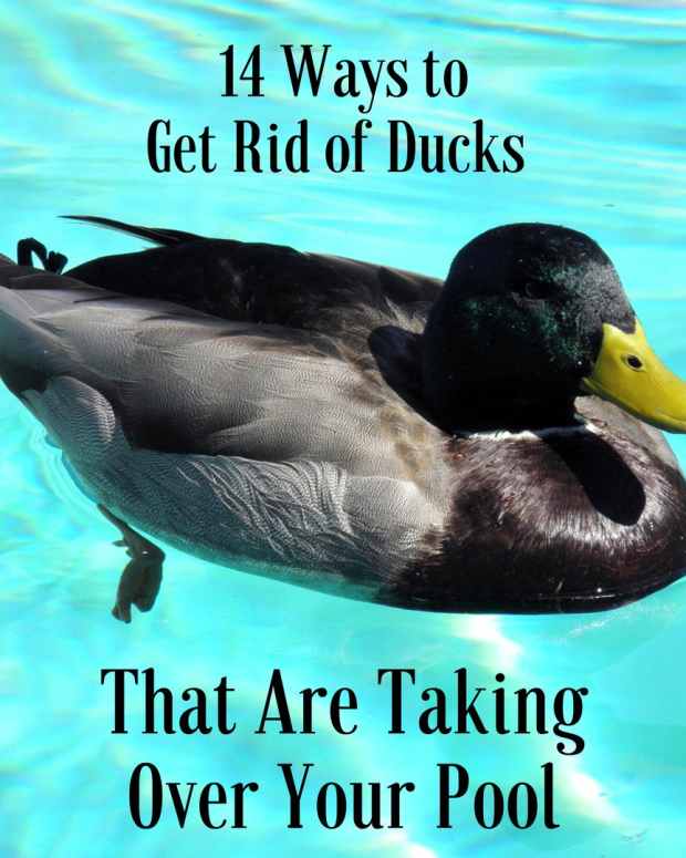 How to Keep Flies Away From Your Dustbin and Out of Your Kitchen