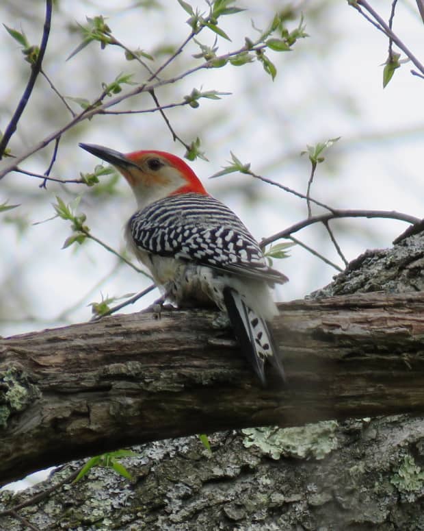 woodpeckers-of-pennsylvania-and-the-northeast