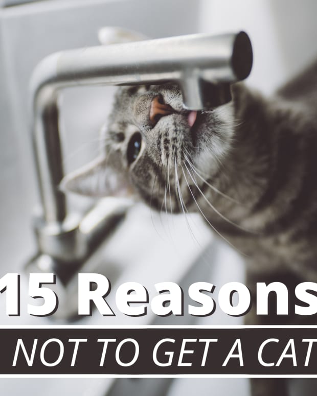 reasons-not-to-have-a-pet-cat